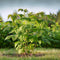 Plant in a Box - Rubus idaeus 'Malling Promise' - Set van 2 - Framboos - Fruitplanten - Struik - ⌀15cm - Hoogte 50-60cm
