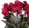 Mica Decorations Cyclaam Kunstplant in Bloempot Stan - H30 x Ø30 cm - Donkerroze