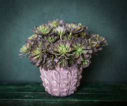 PTMD Aeoniumpluk Succulent Kunstplant - 18 x 15 x 30 cm - Grijs/groen