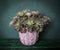 PTMD Aeoniumpluk Succulent Kunstplant - 18 x 15 x 30 cm - Grijs/groen