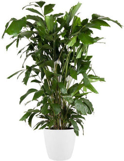 Goed & Groen - Caryota mitis (in ELHO Brussels Rond Wit) - Vissenstaartpalm - Vinnetjespalm - XL -↨ 130cm - Potmaat 27 - Exclusieve Kwaliteit Planten - Kamer Plant - Kamerplanten - Sfeer - Interieur