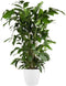 Goed & Groen - Caryota mitis (in ELHO Brussels Rond Wit) - Vissenstaartpalm - Vinnetjespalm - XL -↨ 130cm - Potmaat 27 - Exclusieve Kwaliteit Planten - Kamer Plant - Kamerplanten - Sfeer - Interieur