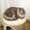 PawHut D30-326 - Kattenkrabpaal - 3 niveaus sisal en zeewier - Kaki en bruin