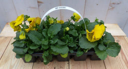 Grootbollige violen geel/rood 6 stuks