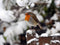 Customize it - Tuinschilderij roodb sneeuw 130x70