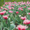 Plant in a Box - Tulipa Queensland - Bloembollen x15 - Tulp - Roze Wit - Tulpen uit Holland