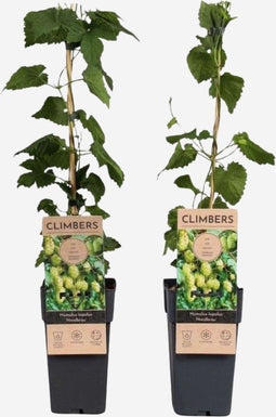 Plant in a Box - Humulus lupulus 'Nordbrau' - 2 Klimplanten - Hopplanten - Pot 15cm - Hoogte 50-60cm