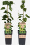 Plant in a Box - Humulus lupulus 'Nordbrau' - 2 Klimplanten - Hopplanten - Pot 15cm - Hoogte 50-60cm