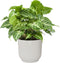 Syngonium Arrow in ELHO Vibes Fold sierpot (zijdewit) ↨ 25cm - hoge kwaliteit planten