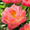 Plant in a Box - Paeonia Peony 'Pink Hawaiian Coral' - Set van 2 - Pioenen - Bloemknollen - Zomerbloeiers - Tuinbloemen - Roze