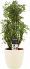 Polyscias Hawaiiana Ming vertakt met Elho brussels soap ↨ 50cm - hoge kwaliteit planten