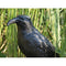 Vogelverschrikker