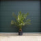Dadelpalm 200 cm | Phoenix canariensis 20-30 cm| Bomenbezorgd.nl