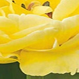 JUB - Tulipa Avant Garde