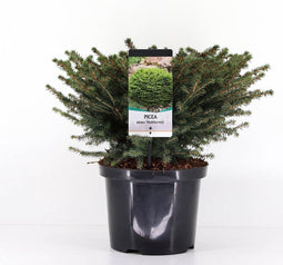 Picea abies 'Nidiformis' - Spar - Planthoogte: 40-50 cm - Pot Ø 23 cm (5 liter)