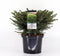 Picea abies 'Nidiformis' - Spar - Planthoogte: 40-50 cm - Pot Ø 23 cm (5 liter)