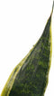Decorum Duo Sansevieria Superba