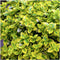 Plants by Frank | 24 Gele Kardinaalsmuts Planten | Euonymus 'Emerald 'n Gold' | Winterharde bodembedekker planten | tuinplanten | Winterharde vaste planten meerjarig | Winterharde tuinplanten