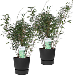 Duo ‘Fargesia Rufa’ (Bamboe) in ELHO outdoor sierpot Greenville (zwart) - Set van 2 - Hoogeveen Plants BV - Tuinplanten- Hoogte 70 cm