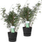 Duo ‘Fargesia Rufa’ (Bamboe) in ELHO outdoor sierpot Greenville (zwart) - Set van 2 - Hoogeveen Plants BV - Tuinplanten- Hoogte 70 cm
