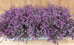 Heide Erica roze 10 potjes in Tray kleur roze