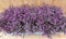 Heide Erica roze 10 potjes in Tray kleur roze