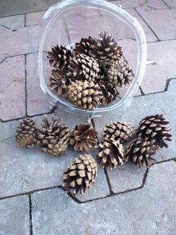 Dennenappels per bakje