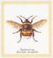 Thea Gouverneur - Borduurpakket met telpatroon - 3018A - Voorgesorteerde DMC Garens - Hommel - Aida - 20 cm x 21 cm - DIY Kit