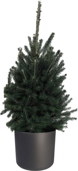 FloriaFor - Picea Glauca Super Green In ELHO B.for Soft Rond Sierpot (antraciet) - - ↨ 70cm - ⌀ 25cm