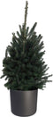 FloriaFor - Picea Glauca Super Green In ELHO B.for Soft Rond Sierpot (antraciet) - - ↨ 70cm - ⌀ 25cm