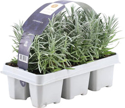 6er set Lavendel angustifolia - 6 Lavendel planten x Ø7 cm ↨15 cm - Planten - Tuinplanten winterhard - Vers van de kweker geleverd
