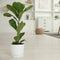 Plant in a Box - Ficus Lyrata - Echte Kamerplant Groot - Vioolplant - Pot 24cm - Hoogte 80-100cm