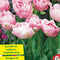 Baltus - Bollen Tulipa Upstar 15 stuks