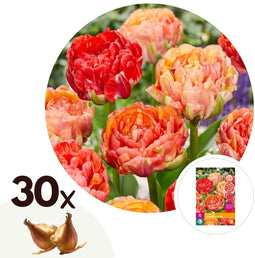 Plant in a Box - Tulipa Gudoshnik Double - Bloembollen x30 - Tulpen - Oranje - Dubbele bloemen