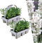 Plants by Frank | 12 witte Lavendelplanten | Vaste planten | Tuinplanten | 12 x Ø7 cm | 15 cm | Lavendelplant winterhard | planten