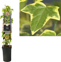 3 stuks - Van der starre - Klimplant Hedera h. Goldchild 75 cm