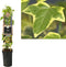 3 stuks - Van der starre - Klimplant Hedera h. Goldchild 75 cm