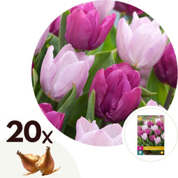 Plant in a Box - Tulipa Prince Mix - Bloembollen x20 - Tulp - Paars - Tulpen uit Holland
