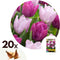 Plant in a Box - Tulipa Prince Mix - Bloembollen x20 - Tulp - Paars - Tulpen uit Holland