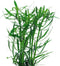 Eg pogostemon stellatus nr91