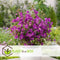 Plant in a Box - Bougainvillea 'Alexandra' - Paarse bladeren - Klimplant - Tuinplant - Pot 17cm - Hoogte 50-60cm