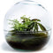 Growing Concepts Biodome terrarium - Biophytum plant 30cm / 30cm / Glas - Terrarium: Biodome, terrarium, biophytum
