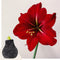 Plant in a Box - Amaryllis - Hippeastrum 'Cozy Teddy Gray' - Bloembol - Rode bloemen