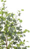 Emerald - Kunstboom Eucalyptus 140cm - Kunstplanten voor binnen