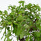 Plant in a Box - Bonsai boompje met Easy-care watersysteem én stromende waterval over Buddha beeldje - kamerplant - Hoogte 25-35cm