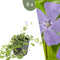 Plants by Frank | 6 Paarse Maagdenpalm planten | Vinca minor 'Atropurpurea' | Winterharde bodembedekker planten | tuinplanten | Winterharde vaste planten meerjarig | Winterharde tuinplanten