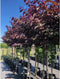 Judasboom 'Forest Pansy' hoogstam | Cercis canadensis 'Forest Pansy' 6-10 cm | Bomenbezorgd.nl