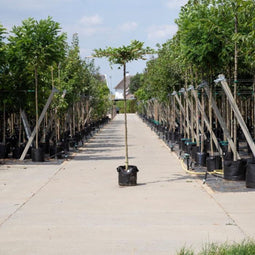 Bomenbezorgd.nl - Dakboom - Haagbeuk kruisdak - 200 cm stamhoogte (10-14 cm stamomtrek) - ''Carpinus betulus''
