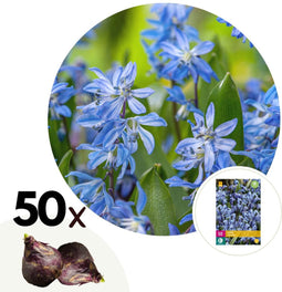 Plant in a Box - Scilla Siberica - Bloembollen x50 - Oosterse sterhyacint - Blauw - Goed voor vlinders
