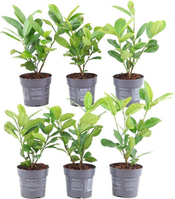Plants by Frank | 1 strekkende meter laurierkershaag | 6x Prunus laurocerasus 'Rotundifolia' Ø12 cm - 20 cm | winterharde haagplanten | Groenblijvende haag | Tuinplanten | Planten